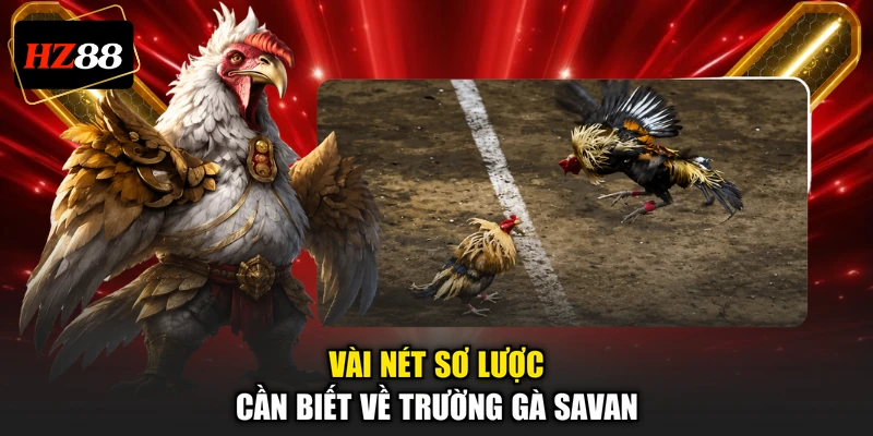 Vài nét sơ lược cần biết về trường gà Savan